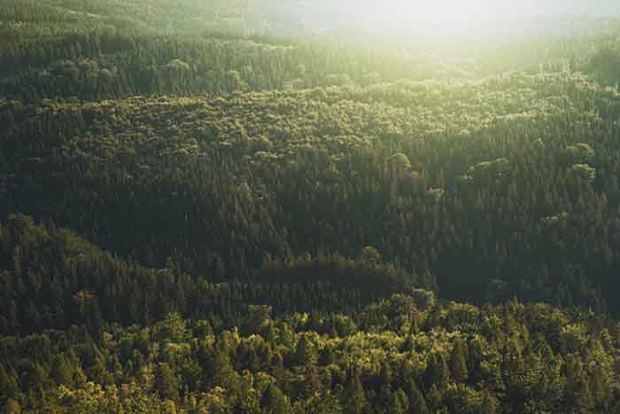 Neu gekaufte Wald in Schwarzwald Holzmann Manufaktur