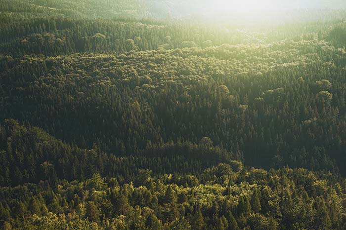 Neu gekaufte Wald in Schwarzwald Holzmann Manufaktur